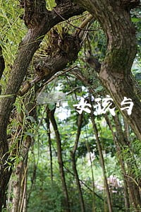 女孩与男友离婚 女孩与男友离婚