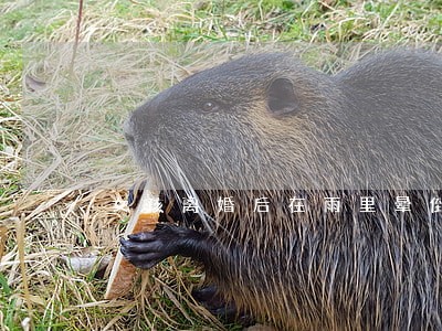 女孩离婚后在雨里晕倒 女孩离婚后在雨里晕倒