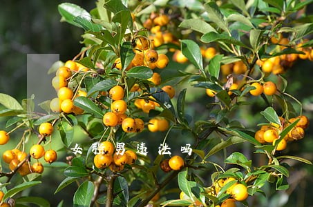 女强男违法吗 女强男违法吗
