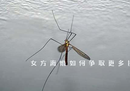 女方离婚如何争取更多抚养费