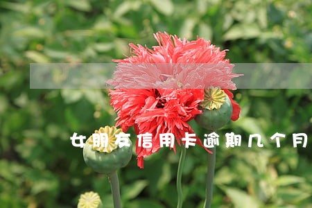 女朋友信用卡逾期几个月