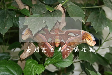 女朋友因为网贷逾期