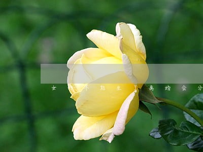 女的不能生了离婚会分一个孩子吗 女的不能生了离婚会分一个孩子吗
