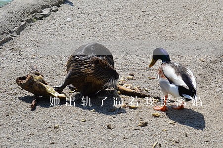 她出轨了逼着我提离婚 她出轨了逼着我提离婚