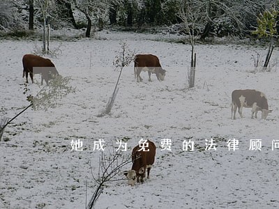 她成为免费的法律顾问 她成为免费的法律顾问