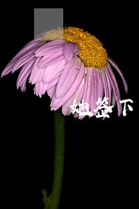 她签下离婚协议一跃而下 她签下离婚协议一跃而下