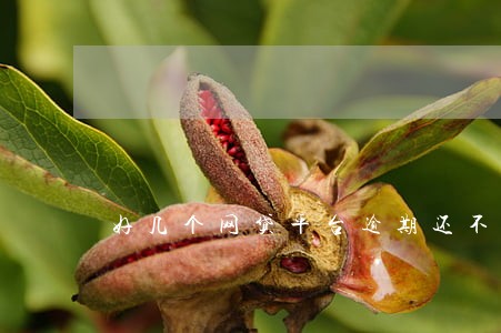好几个网贷平台逾期还不上怎么办 好几个网贷平台逾期还不上怎么办