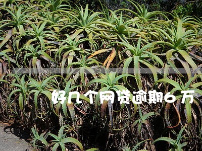 好几个网贷逾期6万