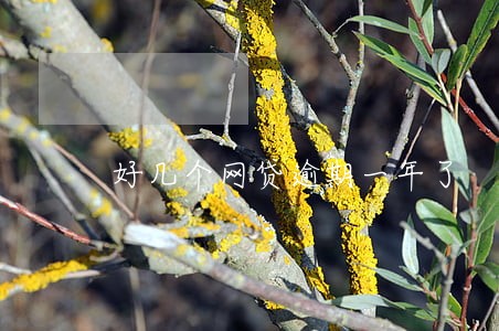 好几个网贷逾期一年了 好几个网贷逾期一年了