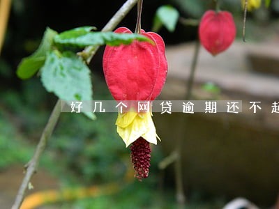 好几个网贷逾期还不起怎么处理 好几个网贷逾期还不起怎么处理