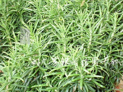好几家银行信用卡都逾期 好几家银行信用卡都逾期