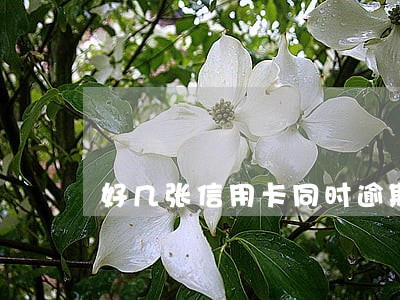 好几张信用卡同时逾期 好几张信用卡同时逾期