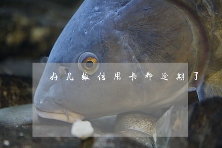 好几张信用卡都逾期了 好几张信用卡都逾期了