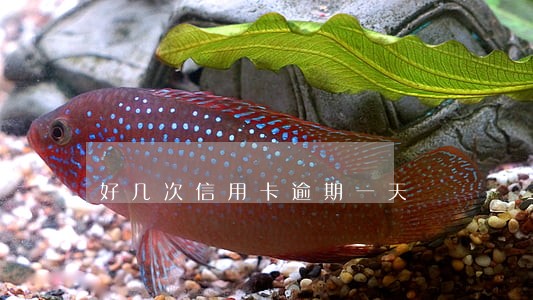 好几次信用卡逾期一天 好几次信用卡逾期一天