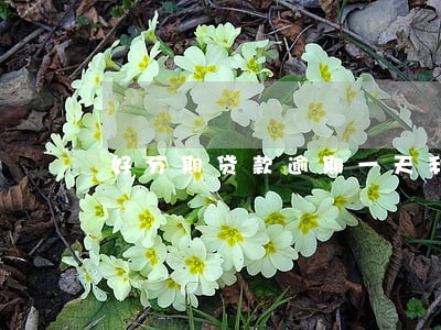 好分期贷款逾期一天利息多少 好分期贷款逾期一天利息多少