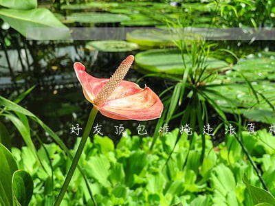 好友顶包难掩违法真相 好友顶包难掩违法真相