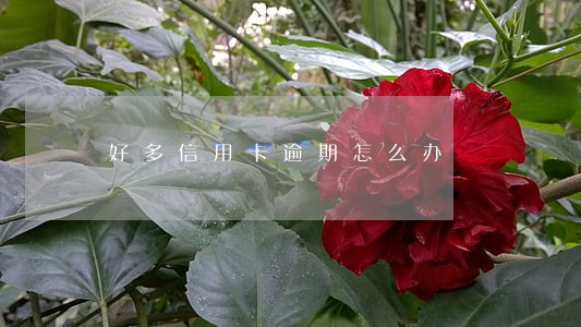 好多信用卡逾期怎么办 好多信用卡逾期怎么办