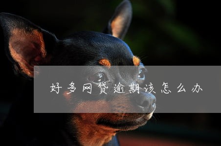 好多网贷逾期该怎么办 好多网贷逾期该怎么办