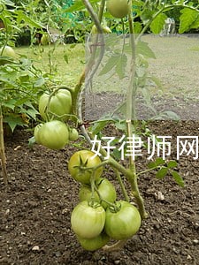 好律师网打官司多少钱 好律师网打官司多少钱