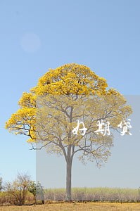 好期贷逾期会封信用卡吗