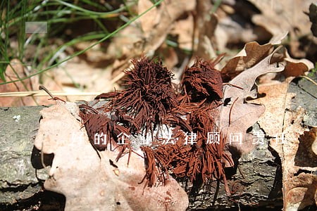 好的企业法律顾问责任 好的企业法律顾问责任