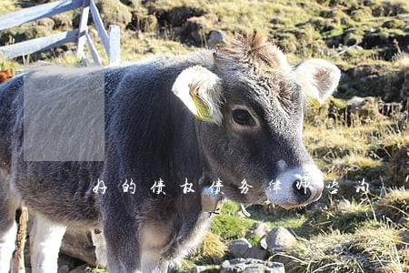 好的债权债务律师咨询 好的债权债务律师咨询
