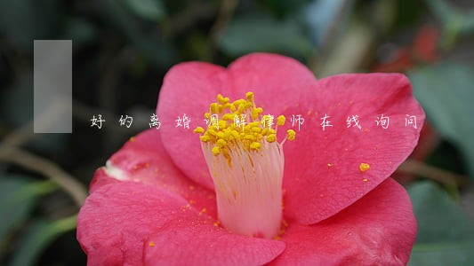 好的离婚调解律师在线询问 好的离婚调解律师在线询问