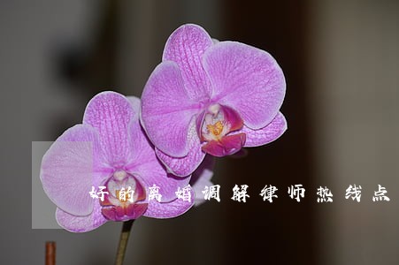 好的离婚调解律师热线点击咨询 好的离婚调解律师热线点击咨询