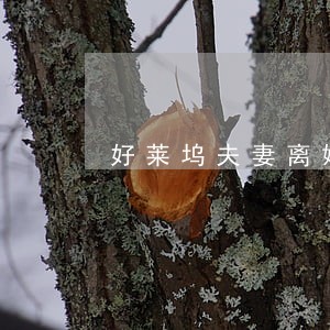 好莱坞夫妻离婚案 好莱坞夫妻离婚案