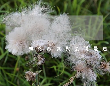 如今战友聚会说是违法 如今战友聚会说是违法