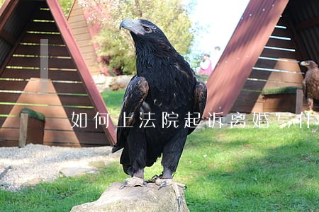 如何上法院起诉离婚写什么 如何上法院起诉离婚写什么