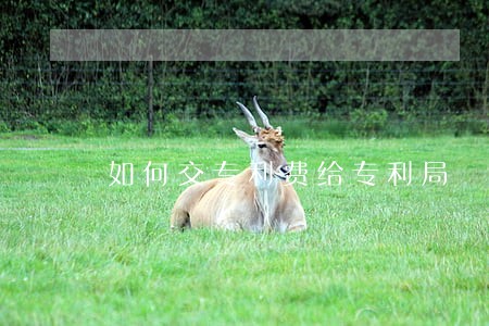 如何交专利费给专利局 如何交专利费给专利局