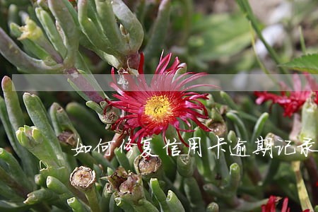 如何修复信用卡逾期记录