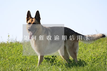 如何催收逾期信用卡