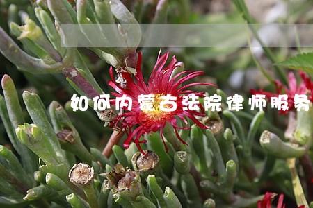 如何内蒙古法院律师服务平台 如何内蒙古法院律师服务平台