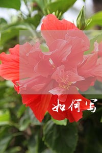 如何写申请暂缓法院执行申请 如何写申请暂缓法院执行申请