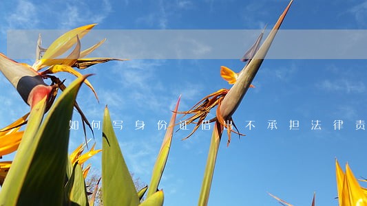 如何写身份证借出不承担法律责任