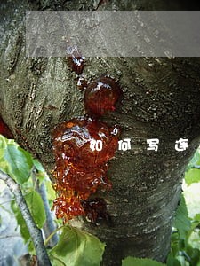 如何写连带担保诉讼 如何写连带担保诉讼