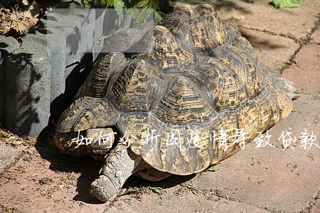 如何分析因疫情导致贷款逾期 如何分析因疫情导致贷款逾期