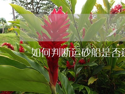 如何判断运砂船是否违法