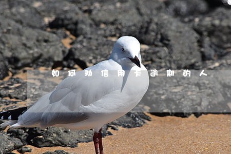 如何劝信用卡逾期的人