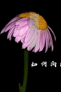如何向法院申请强制还债 如何向法院申请强制还债
