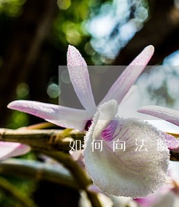 如何向法院申请暂予监外执行 如何向法院申请暂予监外执行