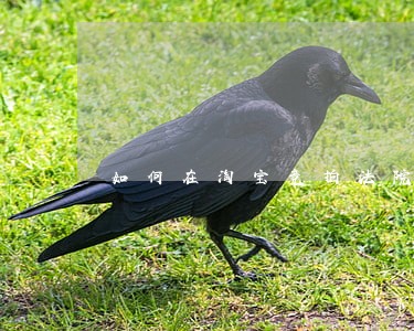 如何在淘宝竞拍法院法院房产 如何在淘宝竞拍法院法院房产