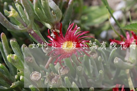 如何处理度小满有钱花网贷逾期 如何处理度小满有钱花网贷逾期