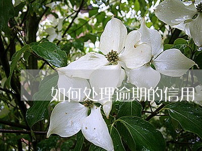 如何处理逾期的信用 如何处理逾期的信用