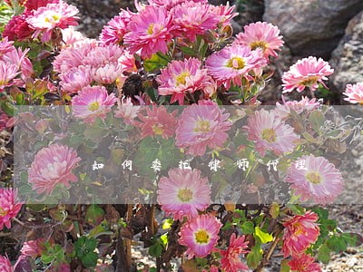 如何委托律师代理 如何委托律师代理