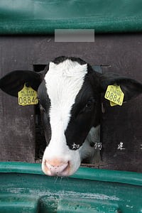 如何建立完善法律咨询制度