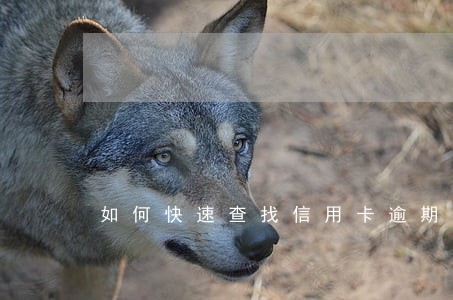 如何快速查找信用卡逾期 如何快速查找信用卡逾期