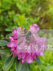 如何才能拿到律师证